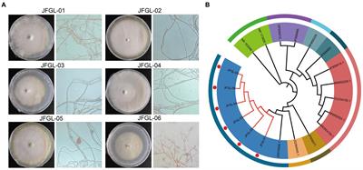 An exploration of mechanism of high quality and yield of Gastrodia elata Bl. f. glauca by the isolation, identification, and evaluation of Mycena